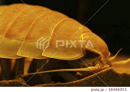 ダイオウグソクムシのイラスト素材