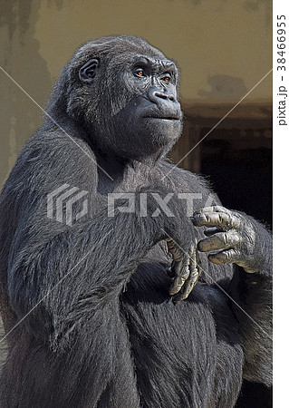 ゴリラ 38466955