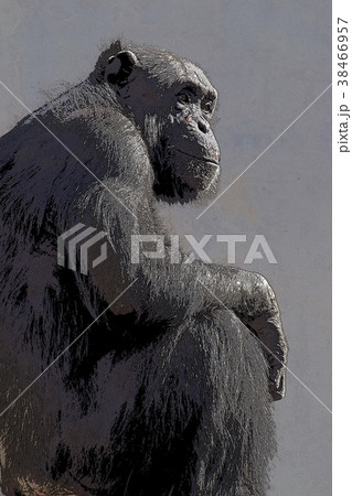 チンパンジー 38466957