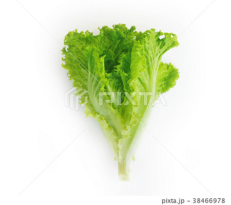 salad leaf isolate on white background salad leaf isolate on white background 38466978