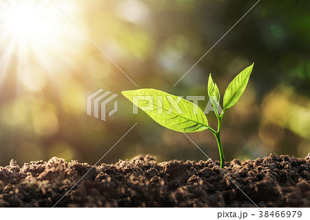 young plant growing with sun light. concept young plant growing with sun light. concept 38466979