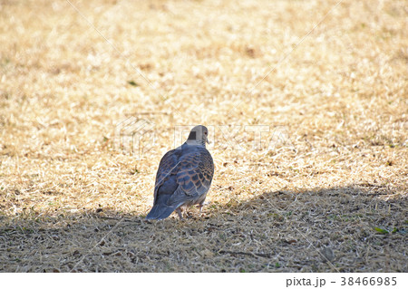 キジバト（雉鳩） 38466985