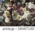 梅　須磨離宮公園 38467140