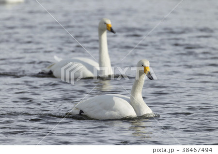 オオハクチョウ 38467494