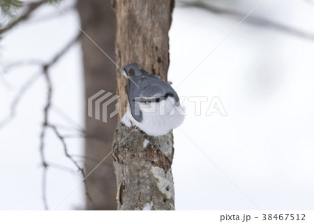 ゴジュウカラ 38467512