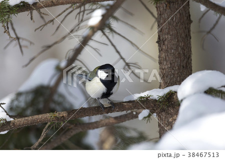 シジュウカラ シジュウカラ 38467513