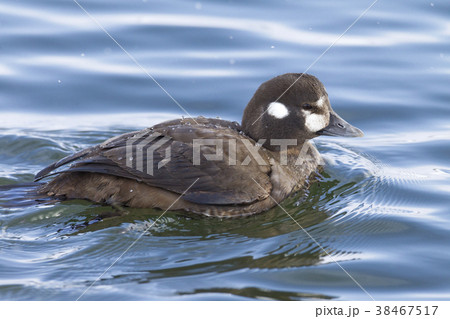 シノリガモ シノリガモ 38467517