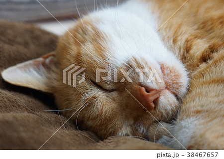 眠る茶猫 38467657