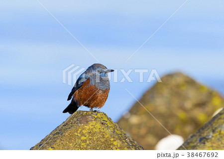 イソヒヨドリ雄 38467692