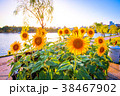 向日葵 38467902