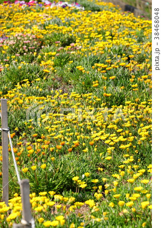 クリサンセマム・ムルチコーレ 38468048