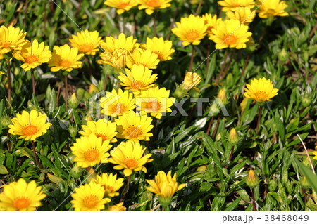 クリサンセマム クリサンセマム 38468049