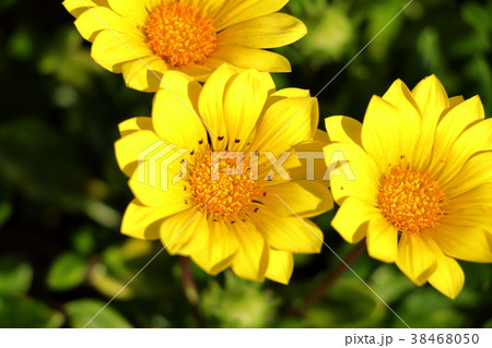 春の花 38468050