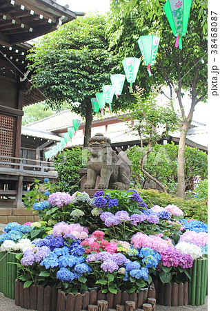 あじさい祭り 白山神社  あじさい祭り 白山神社  38468087
