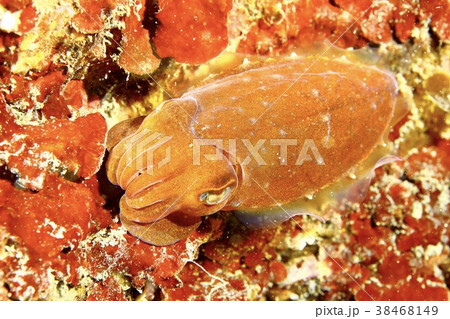 イカ（ボウズコウイカ　葉山） 38468149