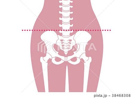人体骨格 腰部 ピンク 38468308