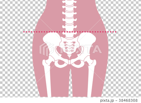 人体骨格 腰部 ピンク 38468308