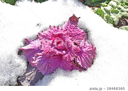 雪の中の葉ボタン 38468360