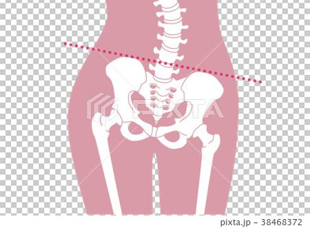 Human skeleton Lumbar pink 38468372