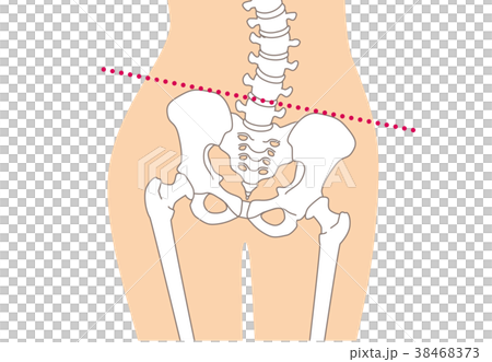 Human skeleton Skeleton skin color Human skeleton Skeleton skin color 38468373