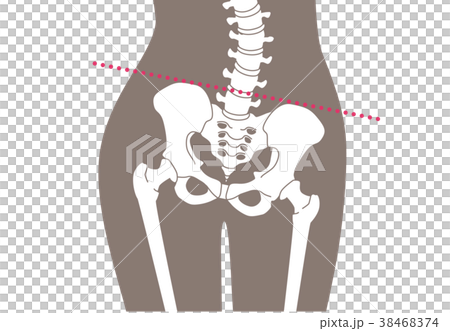 Human skeleton Low back brown 38468374