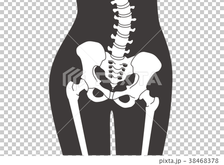 人体骨格 腰部 黒色 人体骨格 腰部 黒色 38468378