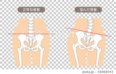 人体骨格 腰部 肌色 38468543