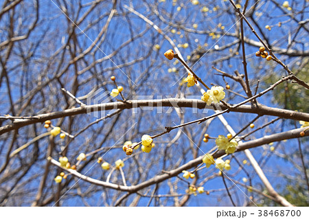 ロウバイ（蝋梅） 38468700