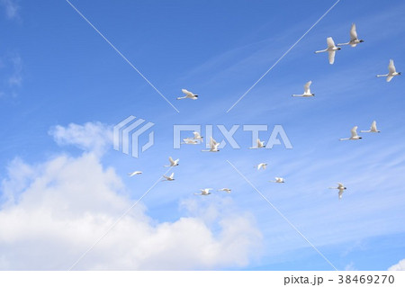 大空を舞う白鳥達 38469270