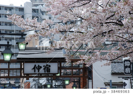 仲宿の桜 38469363