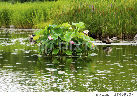 ワールドカップ公園 自然 植物 38469507