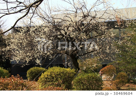 東京国立博物館のの白梅 東京国立博物館のの白梅 38469684