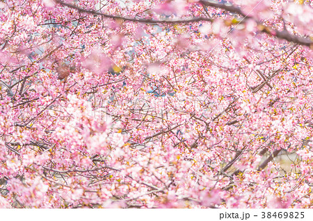 【神奈川県】河津桜 【神奈川県】河津桜 38469825