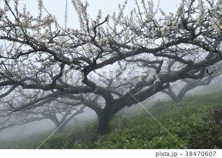 ウメの花 うめの花 果樹園 38470607