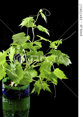 ゴーヤー ゴーヤ ニガウリ 38470617