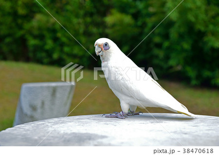 インコ オウム いんこ 38470618
