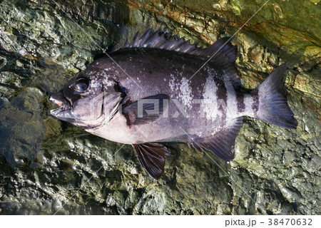 45cm のイシダイ 38470632