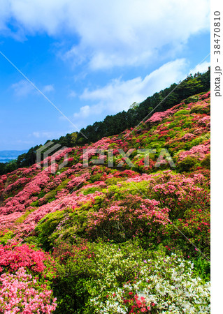 長串山公園のつつじと九十九島　【長崎県佐世保市鹿町町】 38470810