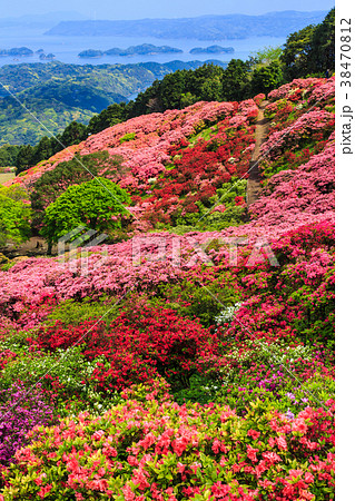 長串山公園のつつじと九十九島 【長崎県佐世保市鹿町町】 長串山公園のつつじと九十九島 【長崎県佐世保市鹿町町】 38470812