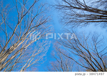 国営　武蔵丘陵　森林公園　冬景色　雑木林　 38471497