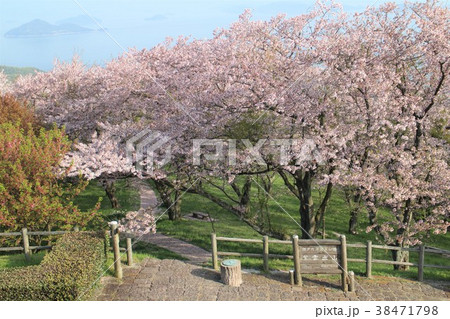 桜咲き誇る紫雲出山 桜咲き誇る紫雲出山 38471798