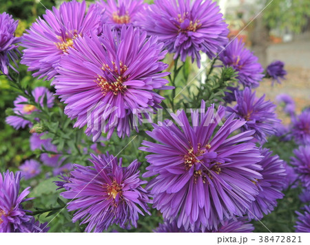 野に咲く赤紫の花 38472821