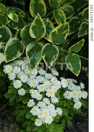 小菊 小菊 38473103