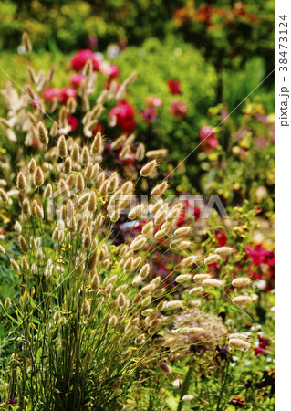 ラグラス 38473124