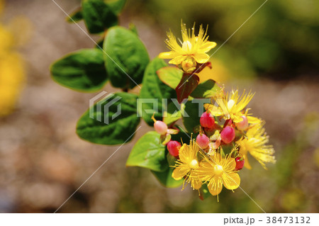 ヒペリカム 38473132