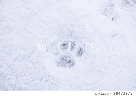 雪の日～猫の足跡 38473375