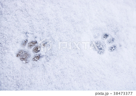 雪の日～猫の足跡 38473377