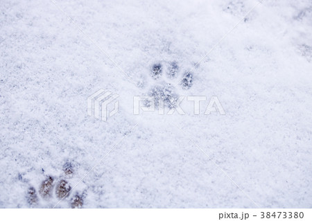 雪の日~猫の足跡 雪の日~猫の足跡 38473380
