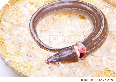 穴子　活〆 38474279