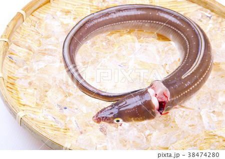 穴子 活〆 穴子 活〆 38474280